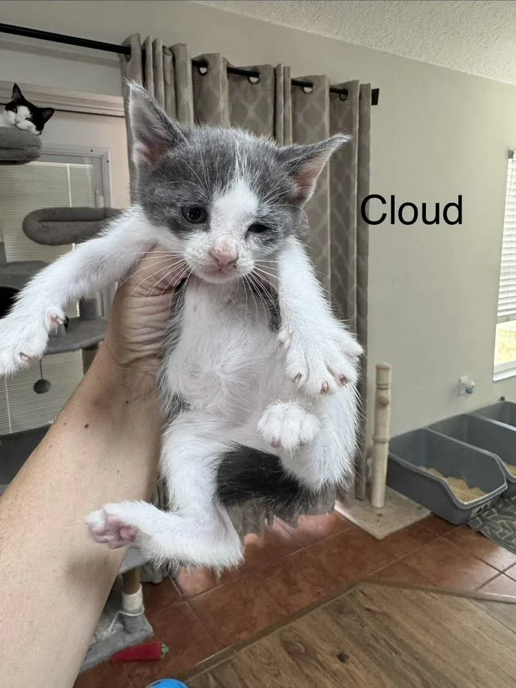 A baby small-sized female Gray & White Domestic Short Hair cat named Cloud for adoption in Deltona, FL