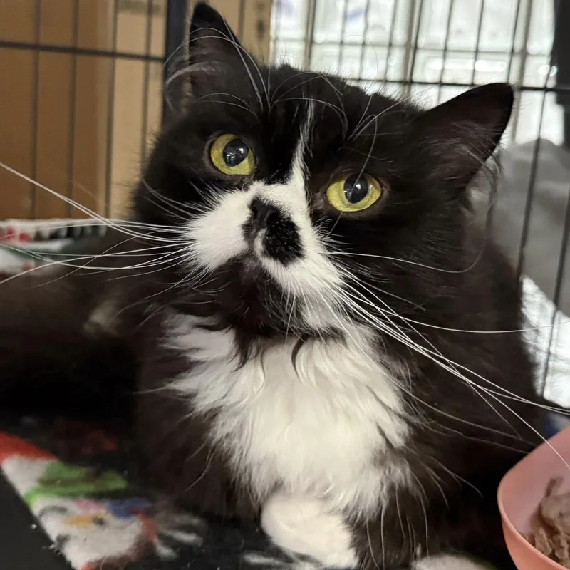 An adult medium-sized female Persian cat named Zora  Bonded with for adoption in Dublin, OH