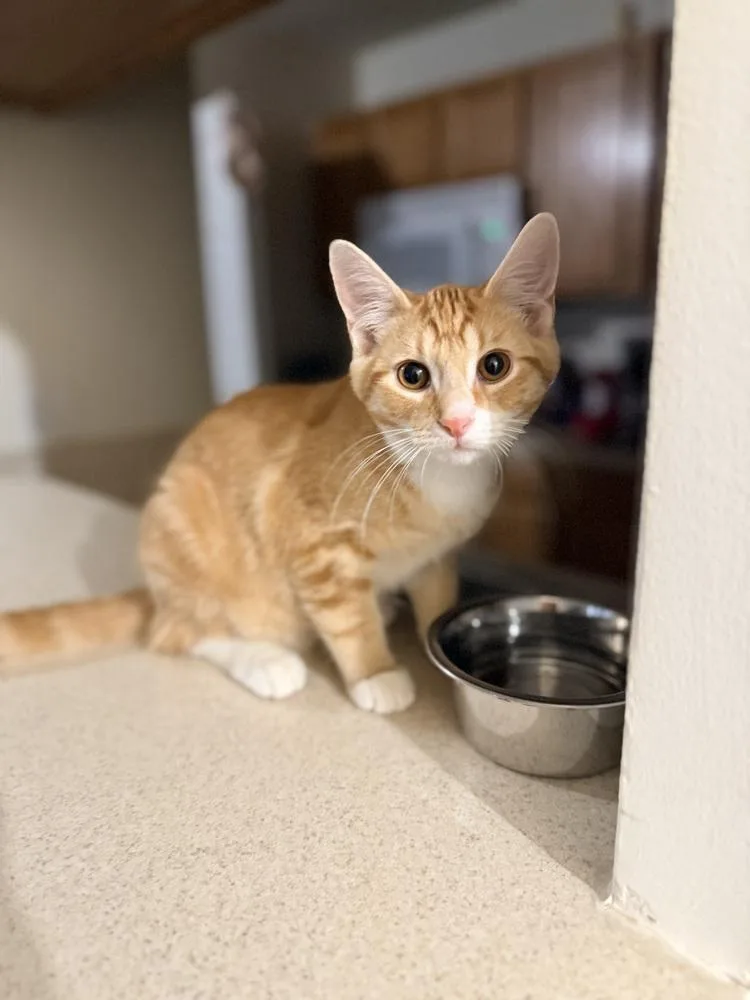 A baby small-sized male Domestic Short Hair cat named Fanta for adoption in Lincoln Park, MI