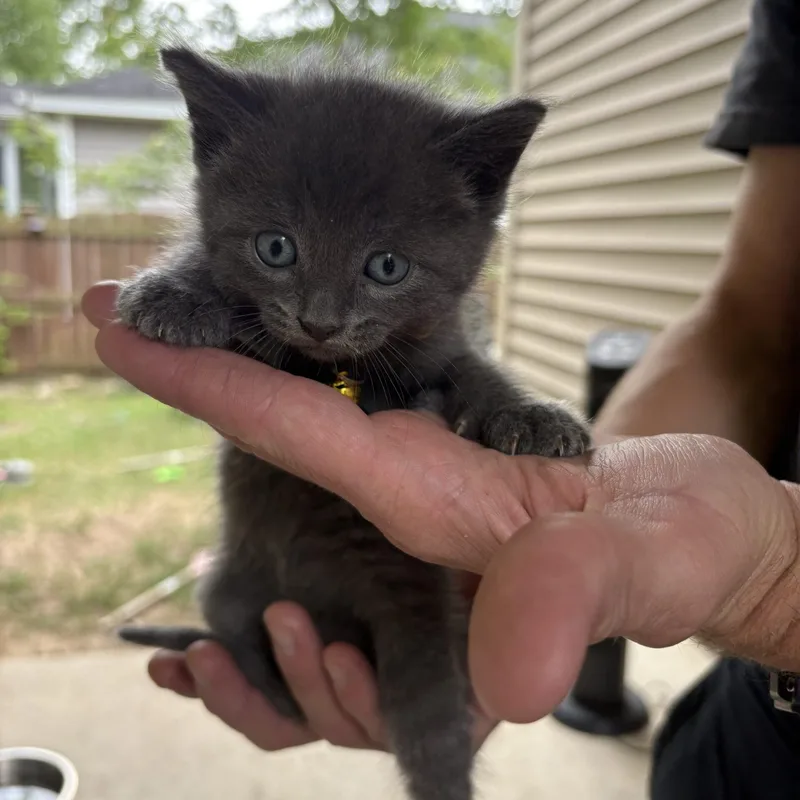 A baby medium-sized male Domestic Short Hair cat named Say It Ain't So for adoption in Columbia, SC