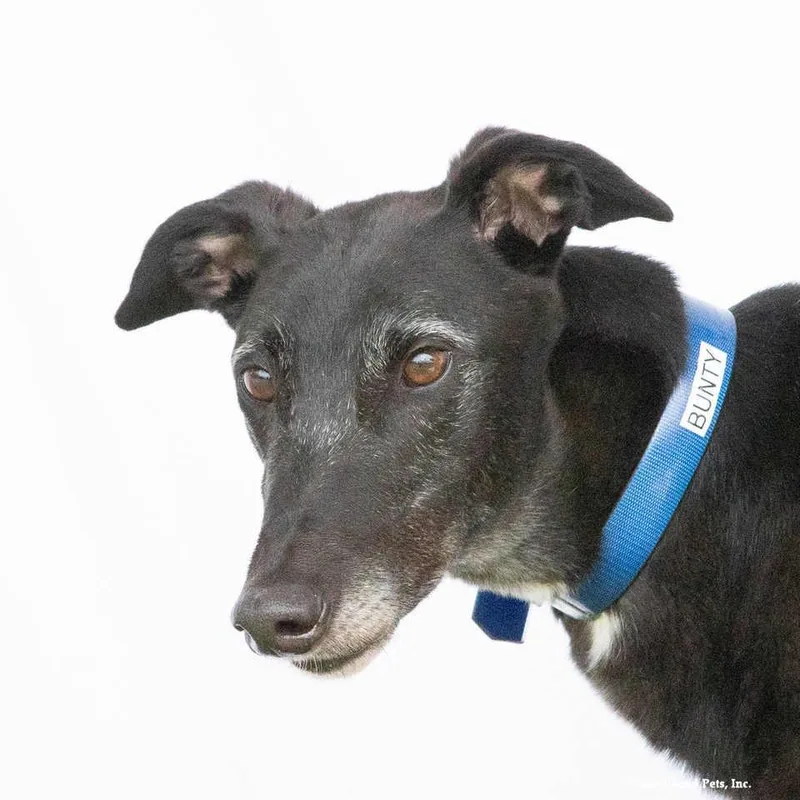 An adult large-sized male Greyhound dog named Bunty for adoption in Woodinville, WA
