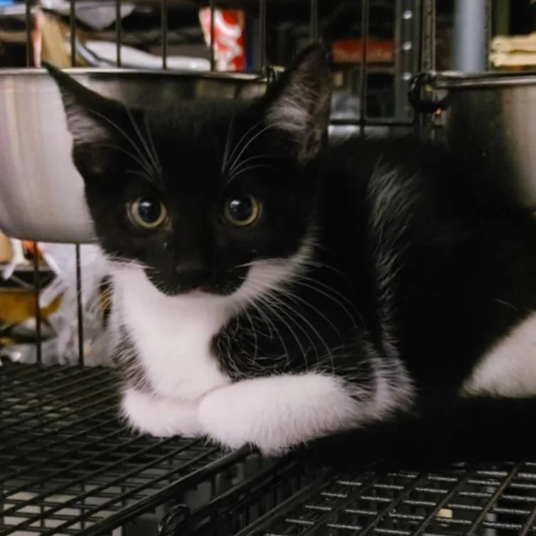 A baby small-sized female Black & White / Tuxedo Domestic Short Hair cat named Regina for adoption in Pittsburgh, PA
