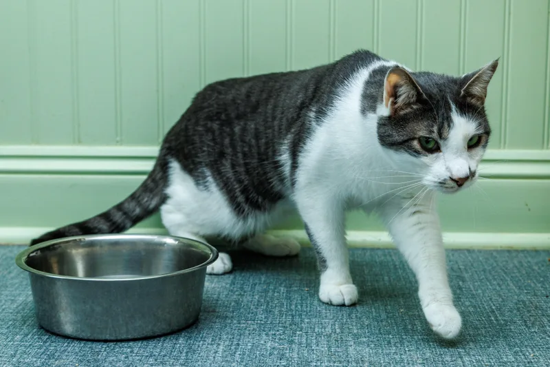 An adult large-sized male Tabby (Gray / Blue / Silver) Domestic Short Hair cat named Winston for adoption in Chester Springs, PA