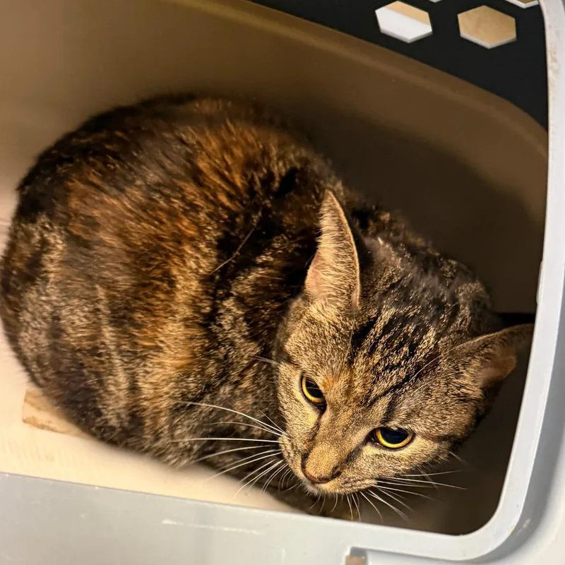 A young medium-sized female American Bobtail cat named Storm for adoption in Charlottesville, VA