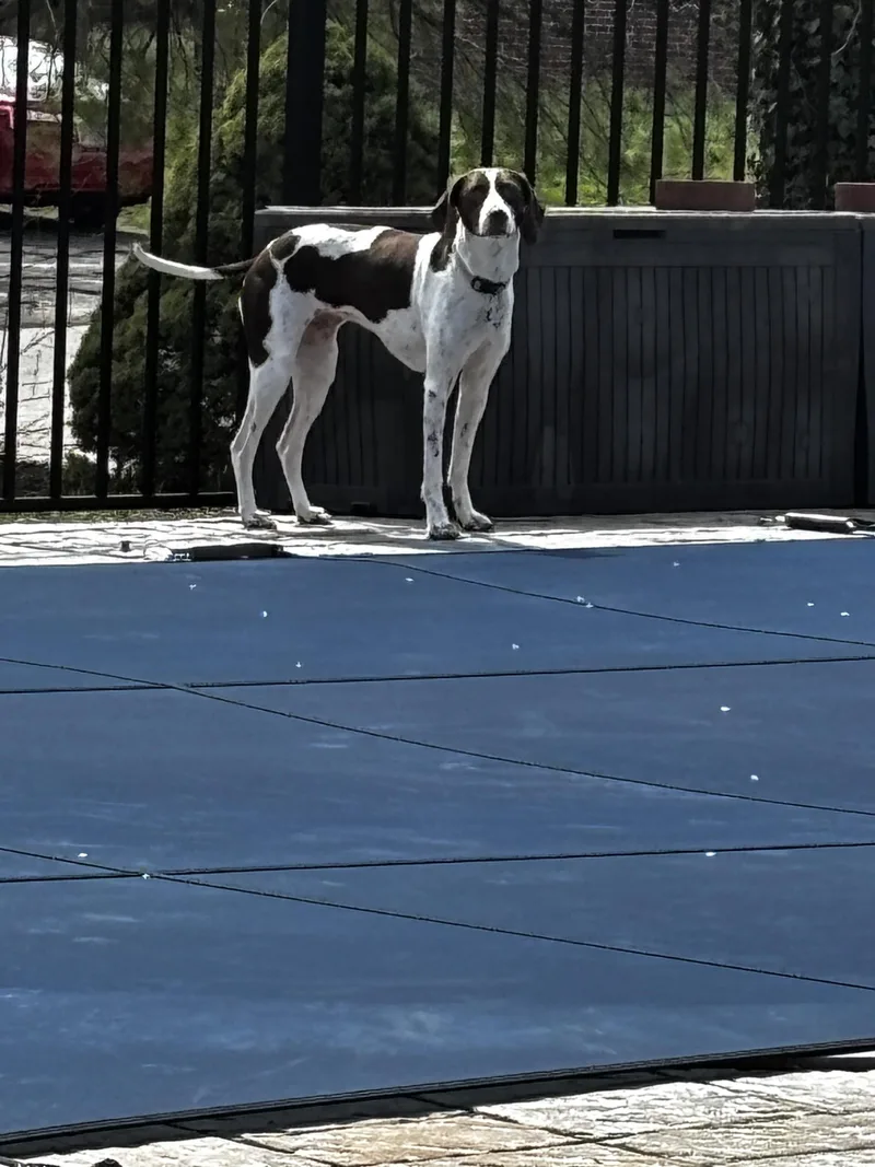 An adult medium-sized female German Shorthaired Pointer dog named Nova for adoption in Fayetteville, AR