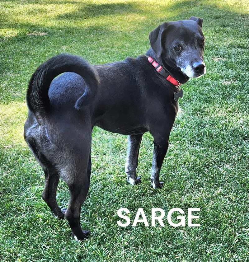 An adult small-sized male Black Chihuahua dog named Sarge for adoption in Mesa, AZ