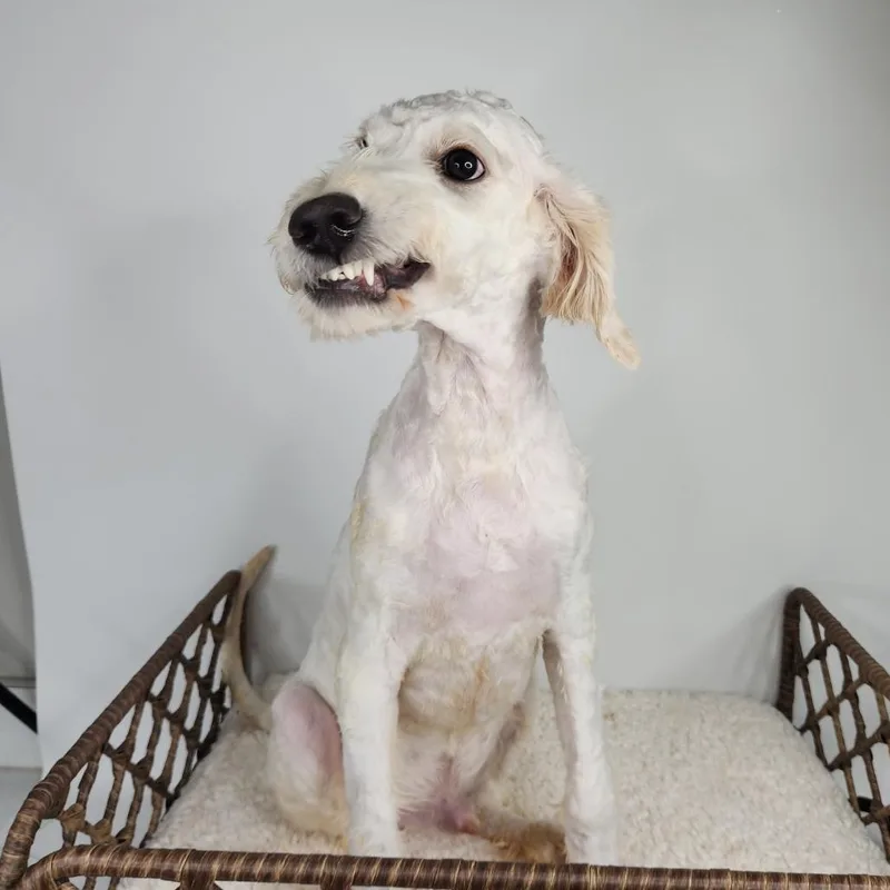 A young medium-sized male White / Cream Poodle dog named Porky for adoption in Fort Wayne, IN