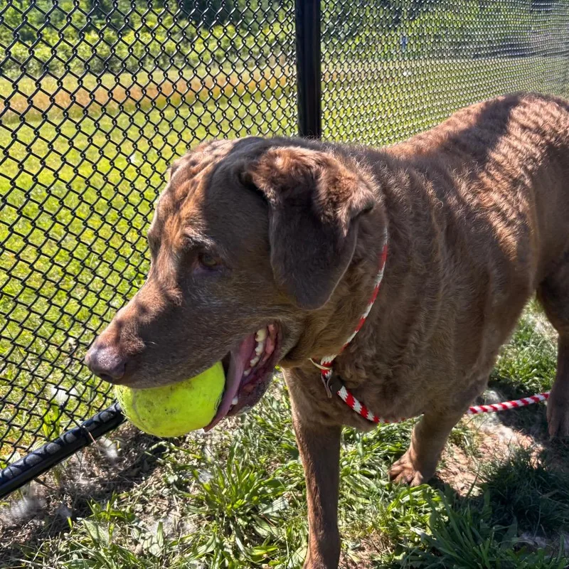 A senior small-sized male Brown / Chocolate Labrador Retriever dog named Bubba for adoption in York, PA