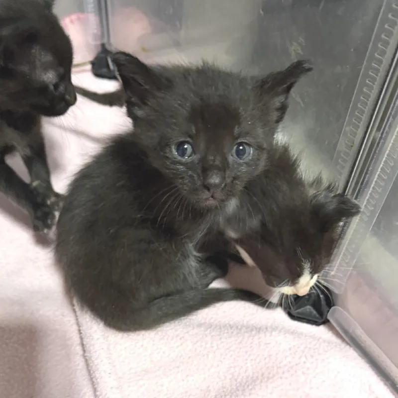 A young small-sized male Black Domestic Short Hair cat named Wolfe for adoption in Albert Lea, MN