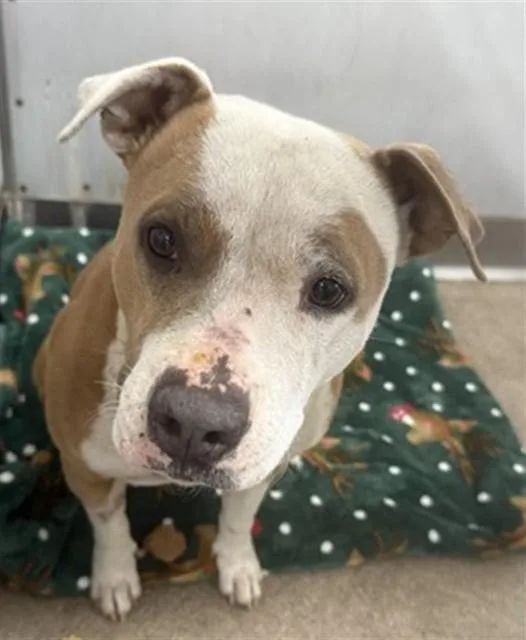 An adult medium-sized female Pit Bull Terrier dog named Joy for adoption in San Bernardino, CA