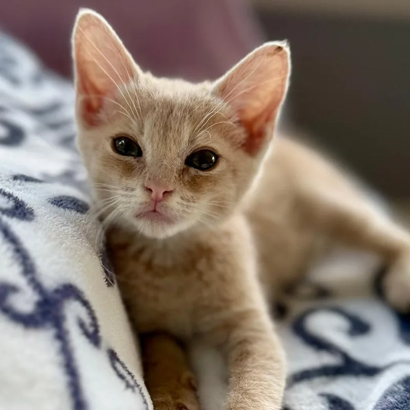 A baby small-sized female Buff / Tan / Fawn Domestic Short Hair cat named Liberty for adoption in Houston, TX