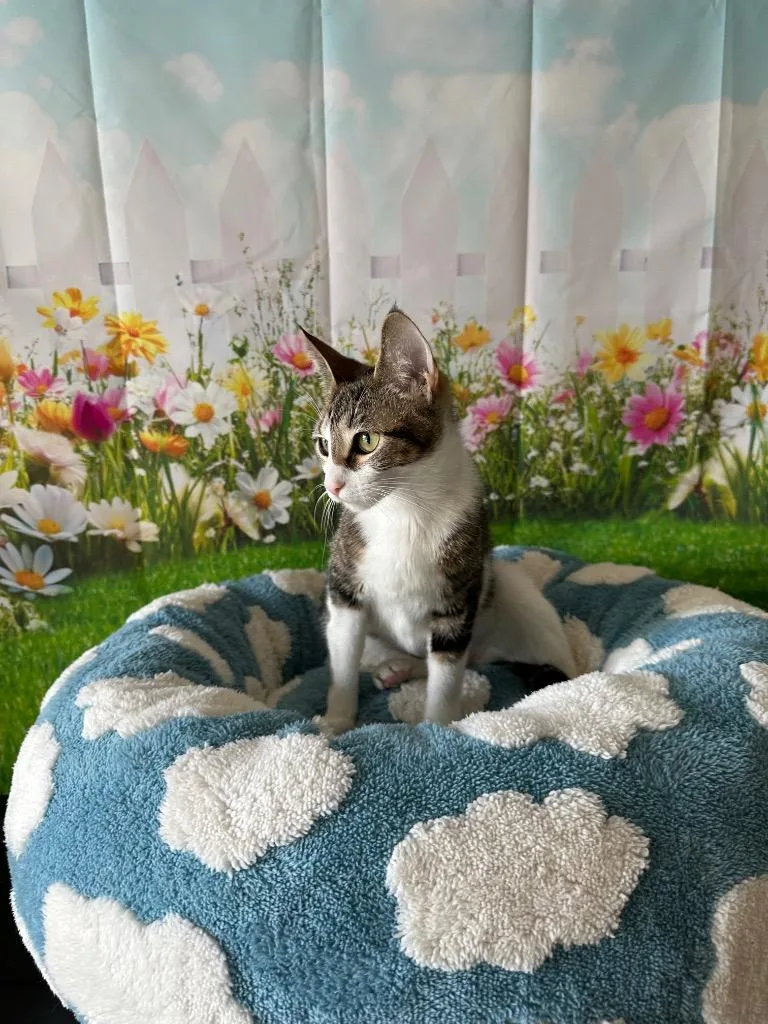 A baby medium-sized female Domestic Short Hair cat named Phoebe for adoption in Newberg, OR