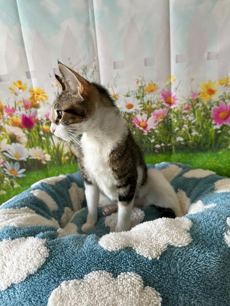 Phoebe thumbnail 5