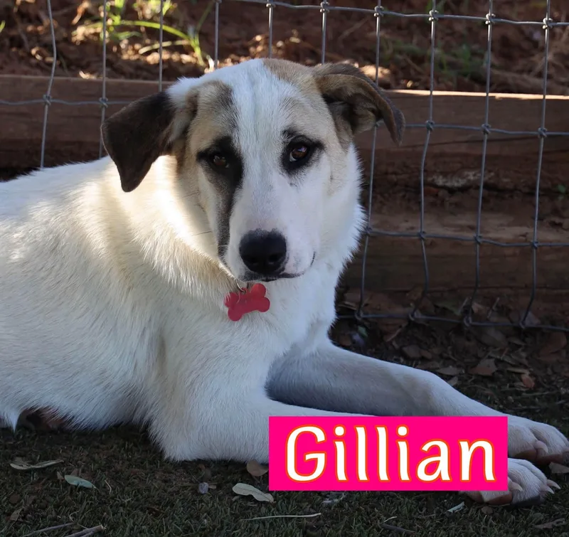 A young large-sized female Great Pyrenees dog named Gillian for adoption in Keller, TX