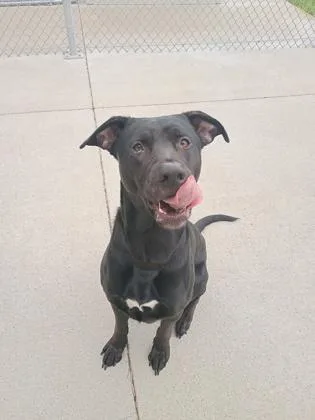 An adult large-sized male Labrador Retriever dog named Rocky for adoption in Beatrice, NE