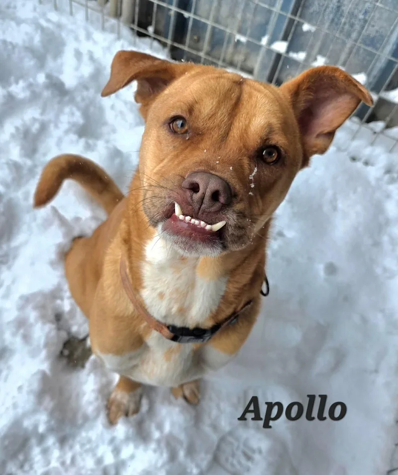 Apollo thumbnail 3