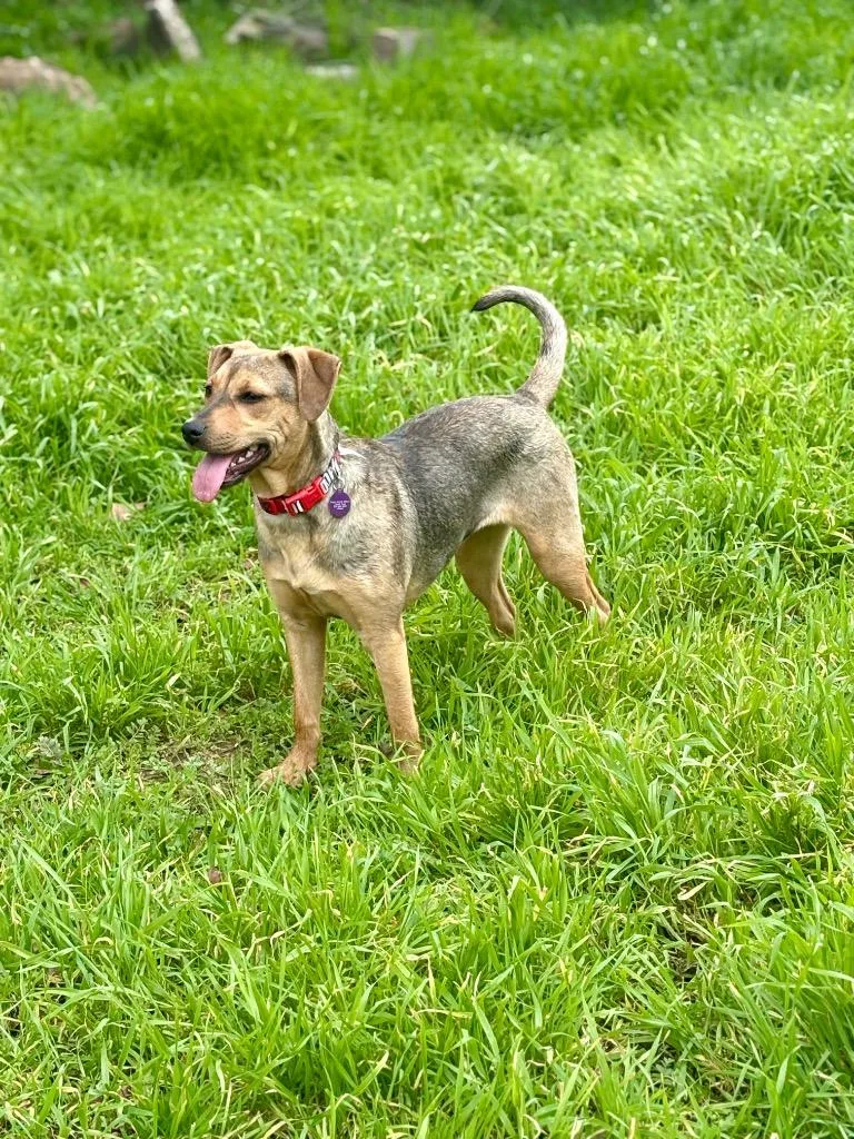 A baby medium-sized female Hound dog named Agnetha for adoption in Chico, CA