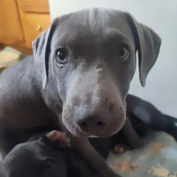 A baby medium-sized male Labrador Retriever dog named Acorn for adoption in Joliet, IL