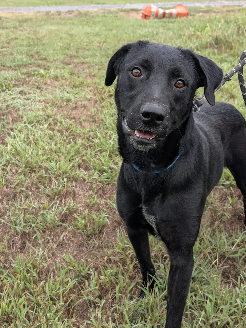 An adult medium-sized female Pointer dog named Olive for adoption in Chicopee, MA
