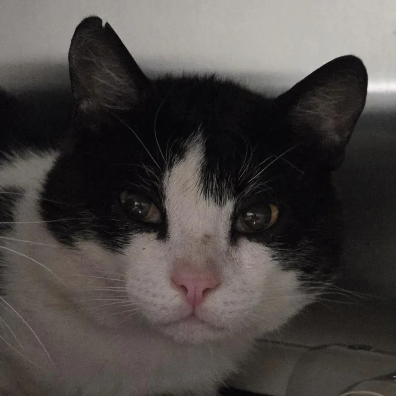 An adult medium-sized male White Domestic Short Hair cat named Big Boy for adoption in Kennebunk, ME