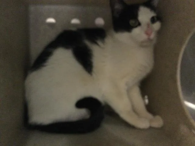 A young small-sized female Domestic Short Hair cat named Addie for adoption in Thousand Palms, CA