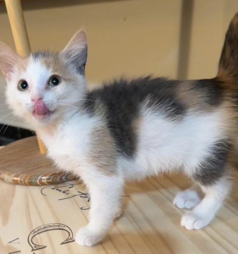 A baby medium-sized female Dilute Calico Domestic Short Hair cat named Flower for adoption in East Hanover, NJ