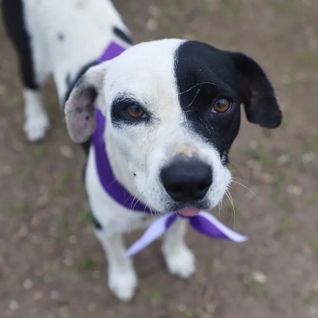 An adult medium-sized male American Staffordshire Terrier dog named Chiquito for adoption in San Antonio, TX