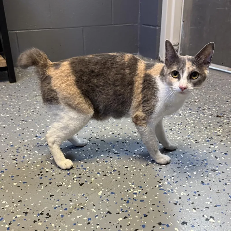 An adult medium-sized female Calico Domestic Short Hair cat named Bunny for adoption in Pasadena , MD