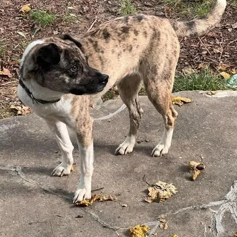 An adult medium-sized female Catahoula Leopard Dog dog named Luna for adoption in Overland Park, KS