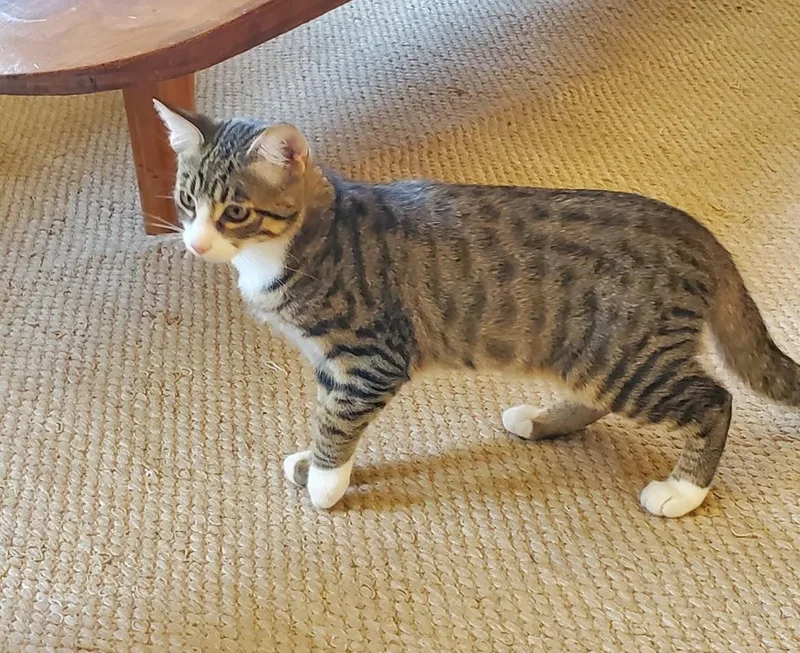 A baby medium-sized male Tabby cat named Mr Mooney for adoption in San Luis Obispo, CA