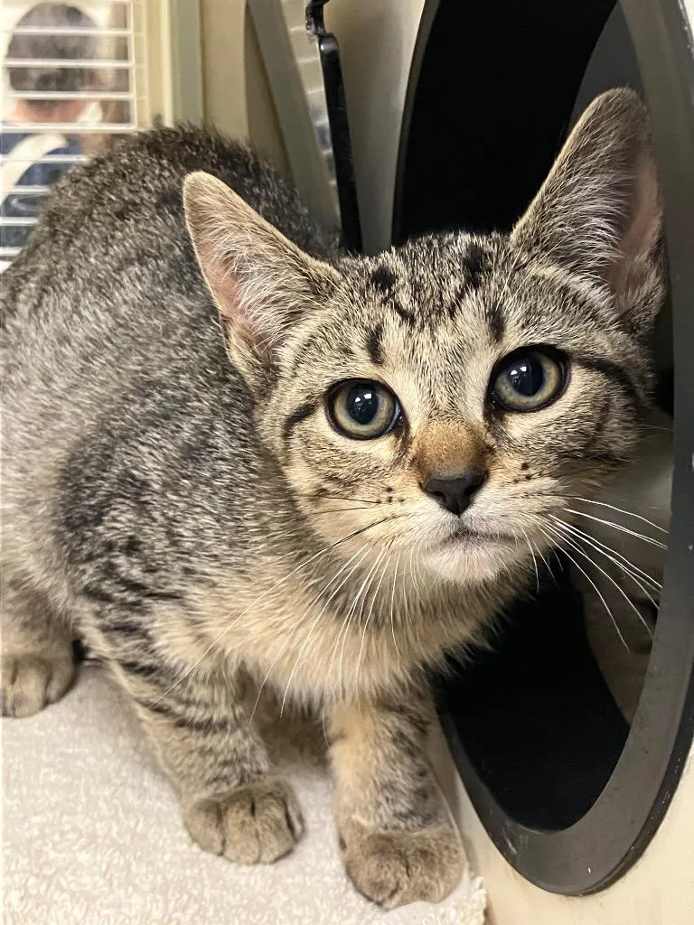 A baby medium-sized female Domestic Short Hair cat named Lamb Chop for adoption in Christiansburg, VA