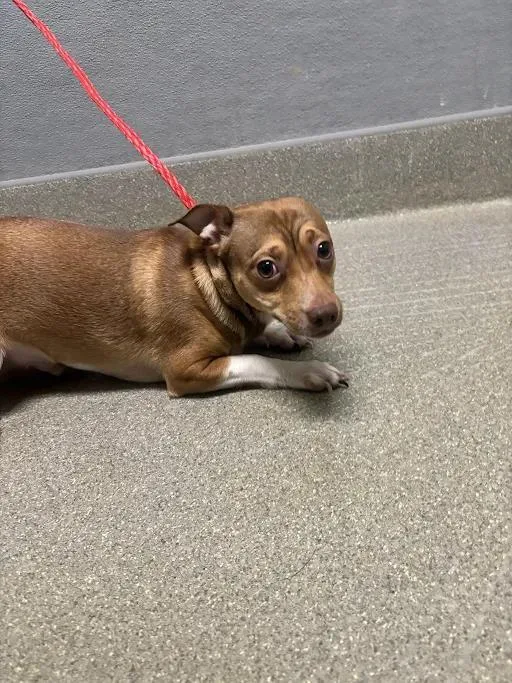 A young small-sized male Chihuahua dog named Papas for adoption in Las Vegas, NV