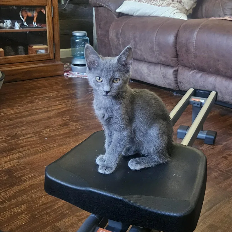A baby small-sized female Domestic Short Hair cat named Malibu for adoption in Rio Linda, CA