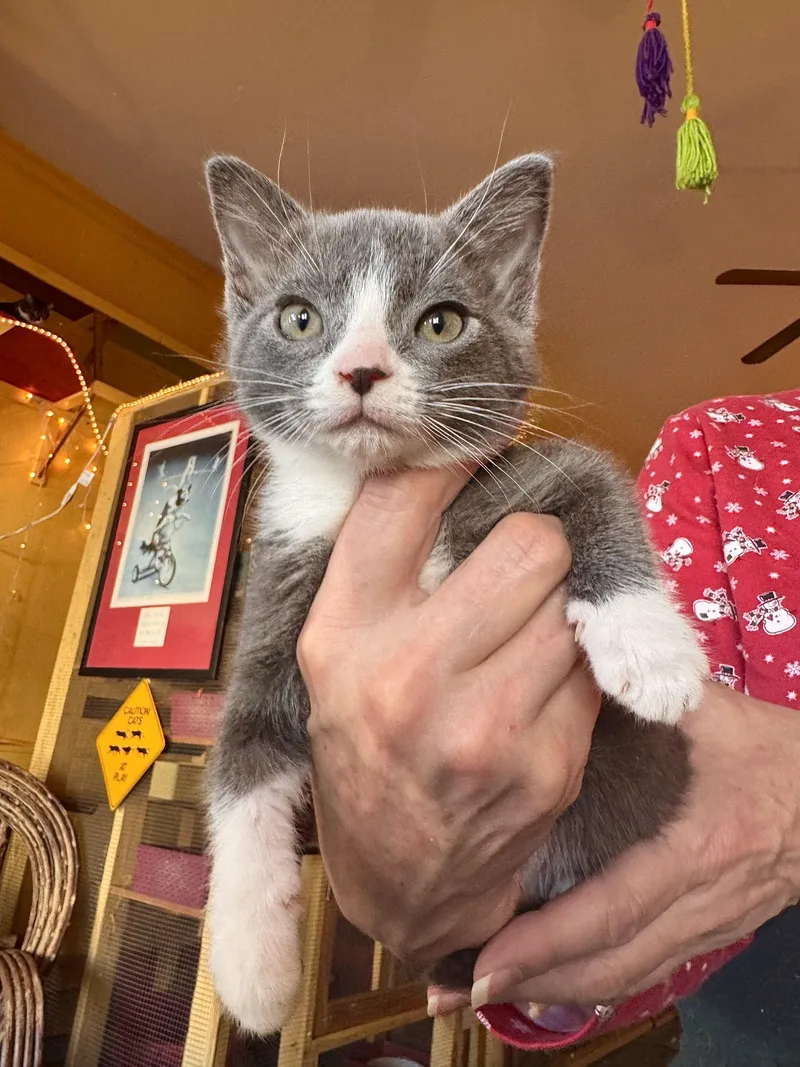 A young medium-sized female Gray & White Domestic Short Hair cat named Storm for adoption in Memphis, TN