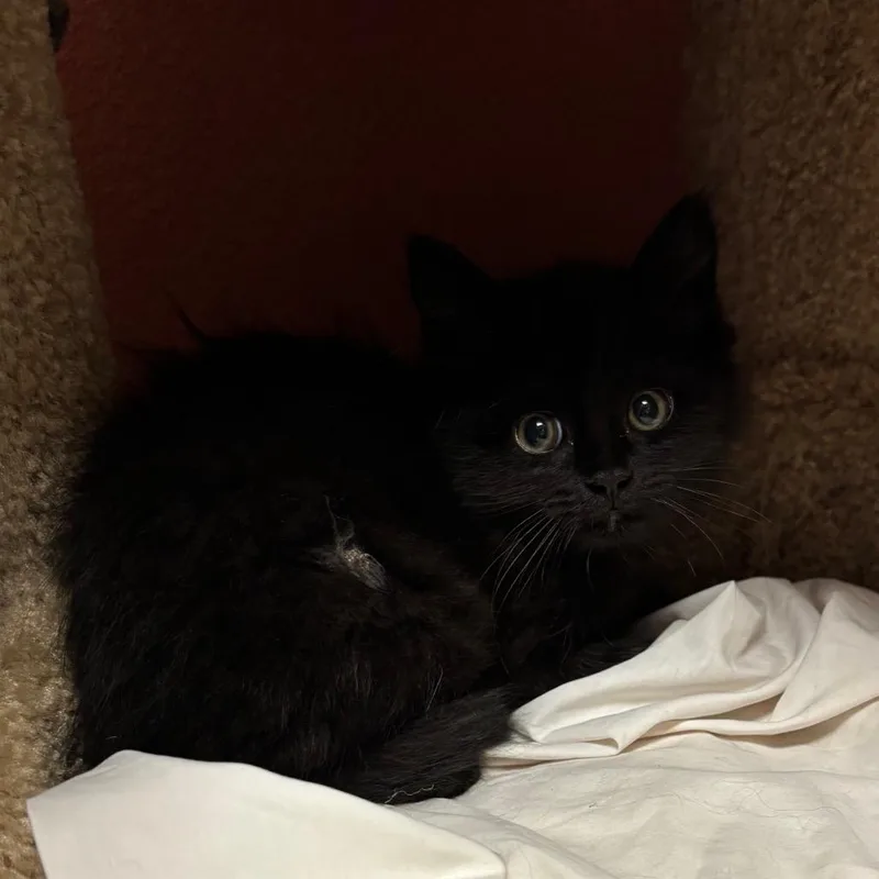 A baby small-sized female Black Domestic Long Hair cat named Margarita for adoption in Flagstaff, AZ
