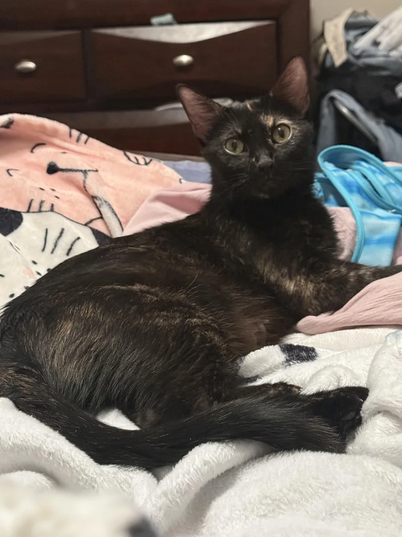 An adult medium-sized female Black Tortoiseshell cat named Dr. Pepper for adoption in Fruit Heights, UT