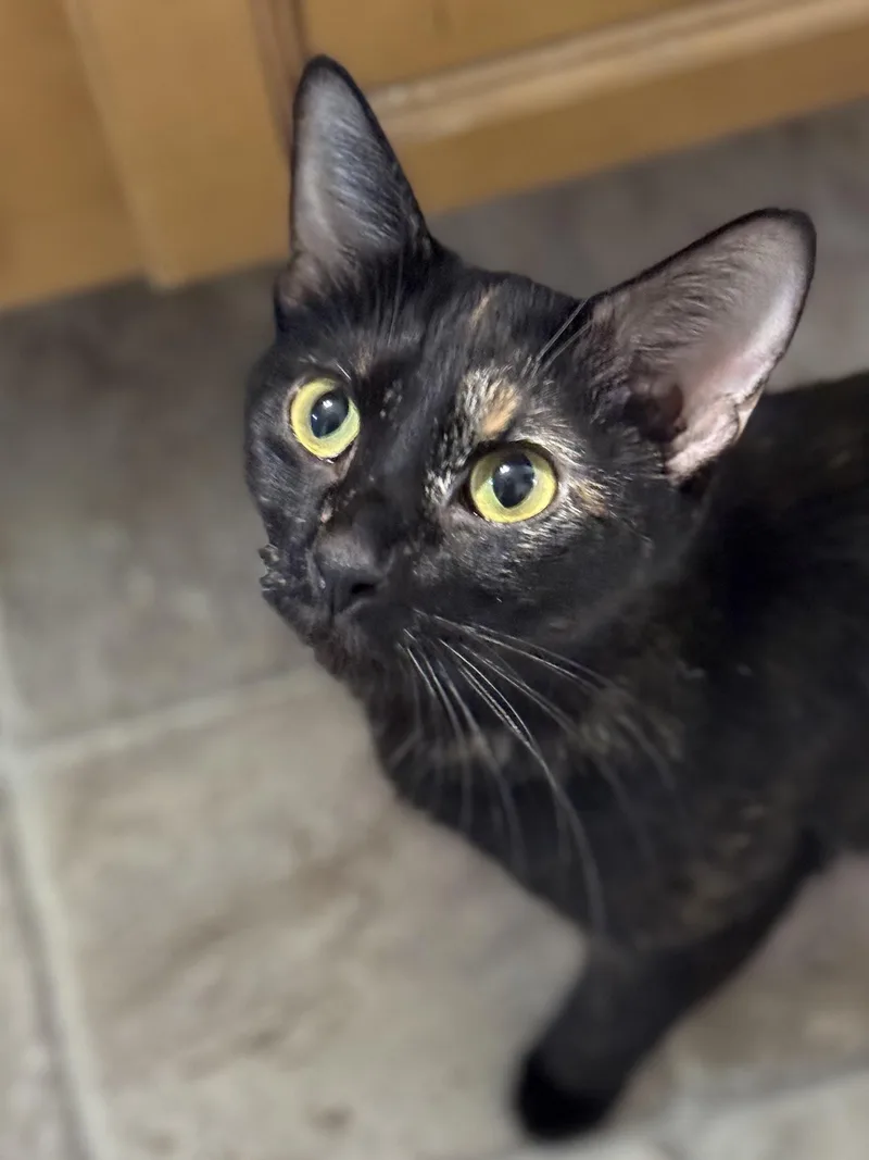 Dr. Pepper thumbnail 3