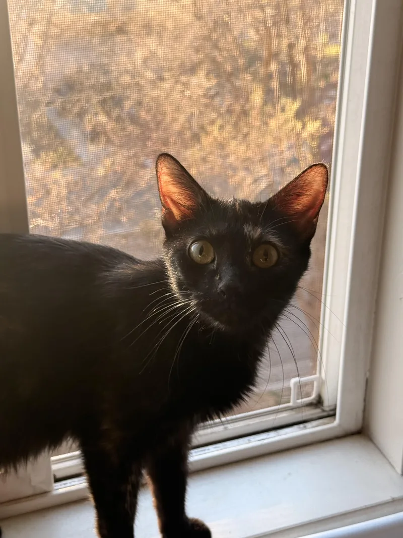 Dr. Pepper thumbnail 4