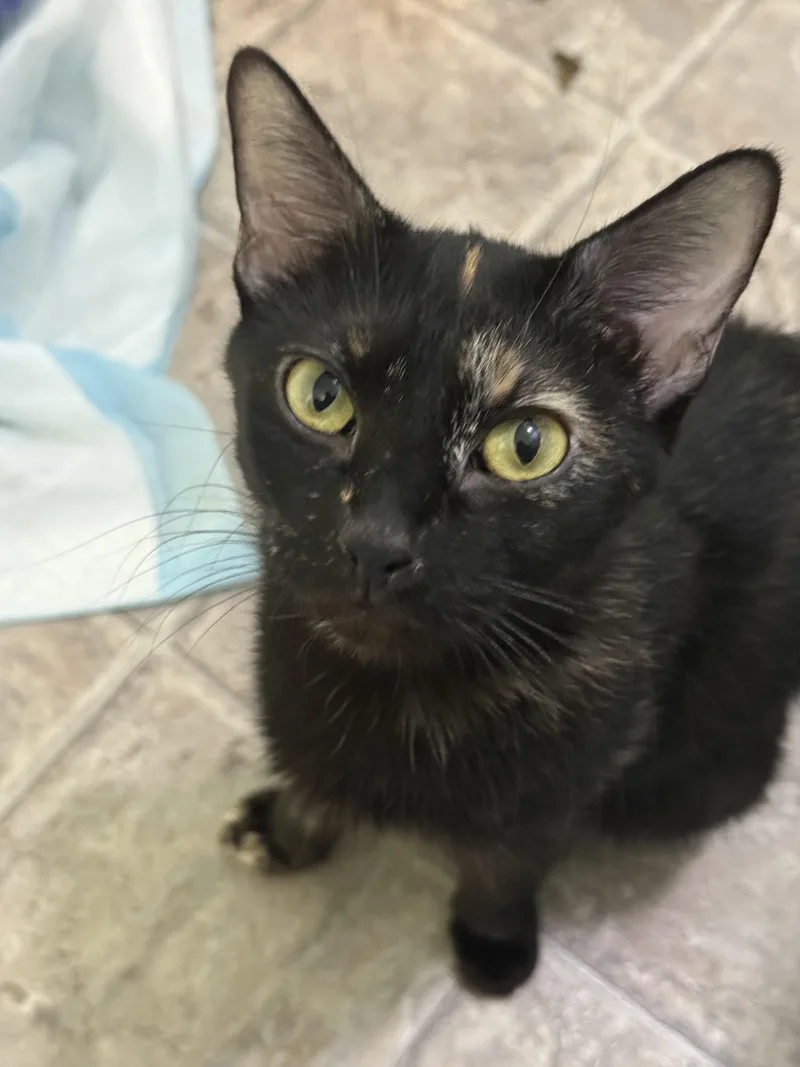 Dr. Pepper thumbnail 5