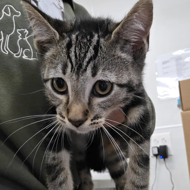A baby small-sized male Brown / Chocolate Domestic Short Hair cat named Fallout Boy for adoption in Novelty, OH
