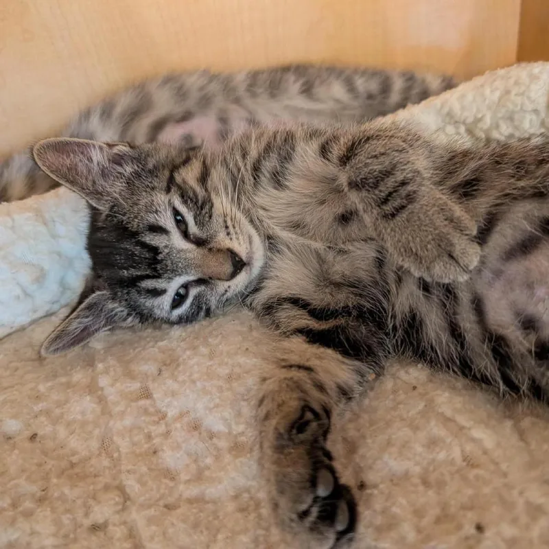 A baby small-sized male Brown / Chocolate Domestic Short Hair cat named Havoc for adoption in Washington Township, OH