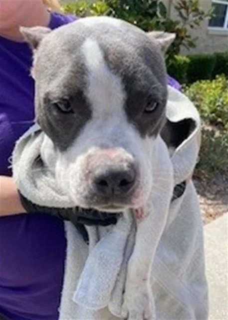 An adult small-sized female Pit Bull Terrier dog named Minnow for adoption in Saint Cloud, FL