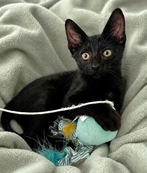 A baby medium-sized male Black Domestic Short Hair cat named Radar for adoption in Lafayette, LA