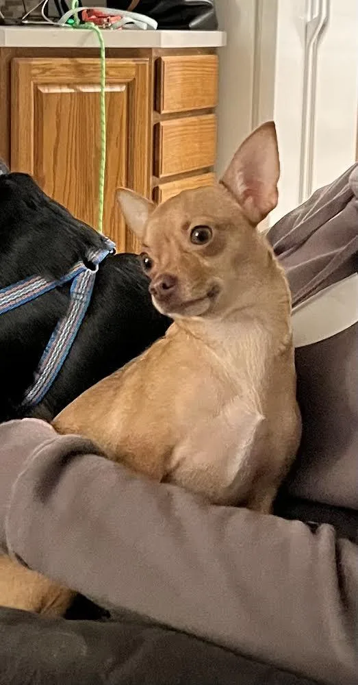 Cinnamonlap dog