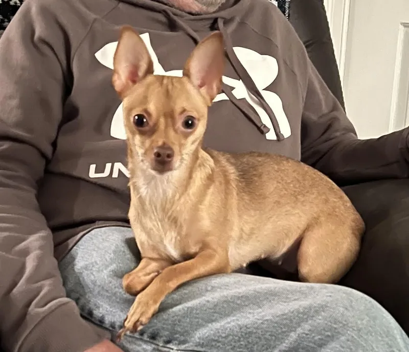 Cinnamonlap dog thumbnail 2