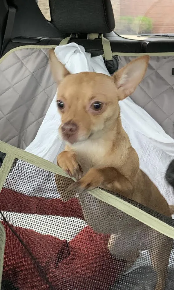 Cinnamonlap dog thumbnail 3