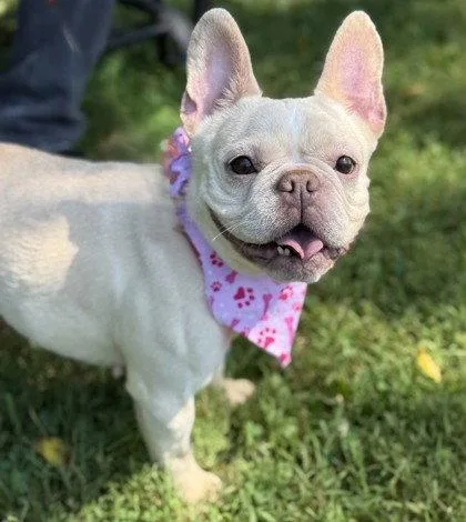 An adult small-sized female French Bulldog dog named Peeper for adoption in Midland, VA