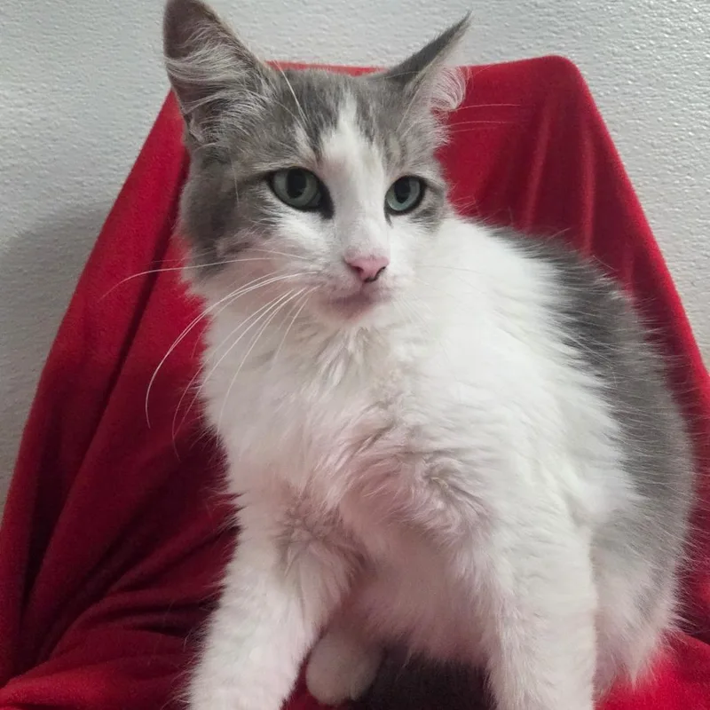 An adult large-sized female White Domestic Long Hair cat named Atlantis for adoption in Brea, CA