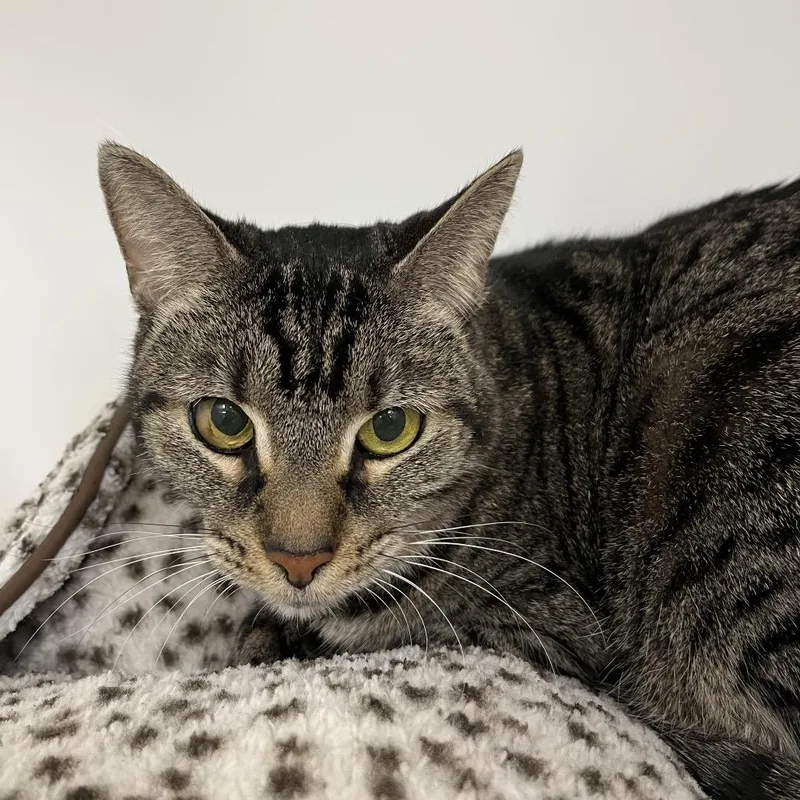 A senior medium-sized female Black Domestic Short Hair cat named Mia for adoption in West Palm Beach, FL