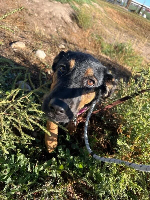 A baby medium-sized female Black Mixed Breed dog named Aminta for adoption in Fort Collins, CO